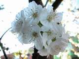 foto de flores de cerezo de la primavera de 2002 con tama�o de 160 X 120; ver distintas medidas disponibles a la derecha